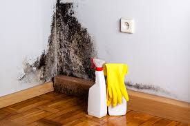 Best Mold Damage Restoration  in West Kittanning, PA